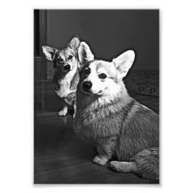 Inquisitive Corgis Photo Art