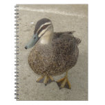 Inquisitive Duck Journal
