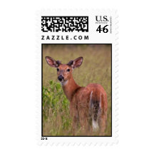 Inquisitive Glance Stamps