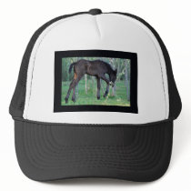 Inquisitive little foal mesh hat