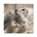 Inquisitive Squirrel Magnet by poozybear Inquisitive Squirrel Magnet