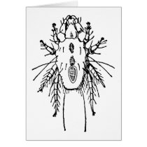 Insect cards by engravings Insect cards