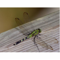 Insect Dragonfly photo sculptures