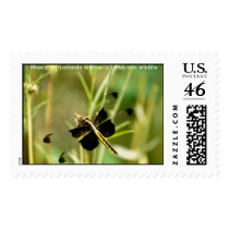 Insect / Dragonfly Postage Stamps