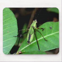 Insect mousepads