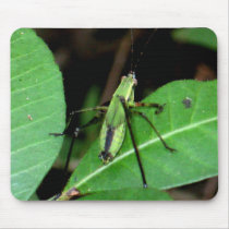Insect mousepads by pattyrodz Insect mousepads