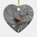 Insect on a rock. ornament