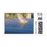 Insect on dewy cartop postage stamp