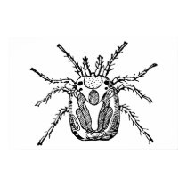 Insect posters by engravings Insect posters