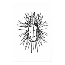 Insect posters by engravings Insect posters