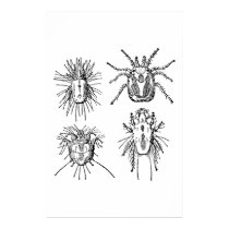 Insect posters by engravings Insect posters