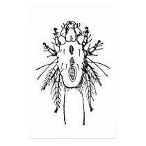 Insect posters by engravings Insect posters
