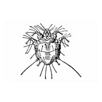 Insect posters by engravings Insect posters