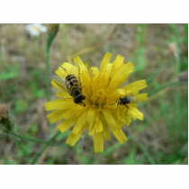 Insect Wasp photo sculptures