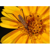 Insects On Big Orange Flower Macro photo sculptures