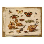 Insects, shells and butterflies postcard