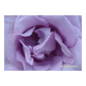Inside a Lavender Rose print