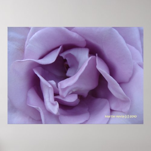 Inside a Lavender Rose print