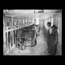 Inside a Milk Barn posters