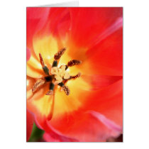 Inside a Tulip cards