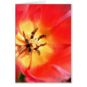 Inside a Tulip cards