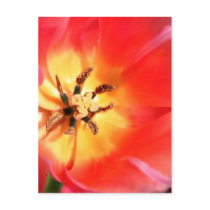 Inside a Tulip postcards by lioneyes Inside a Tulip postcards