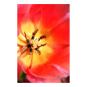 Inside a Tulip posters