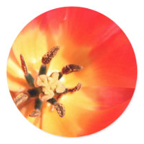 Inside a Tulip stickers by lioneyes Inside a Tulip stickers