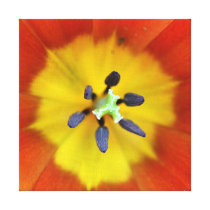 Inside a Tulip Wrapped Canvas Stretched Canvas Print