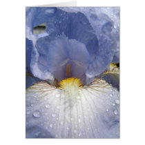 Inside Iris cards by niagaragirl Inside Iris cards
