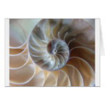 Inside Nautilus Card