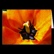 Inside Tulip Card cards