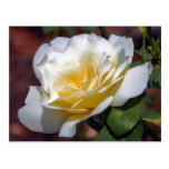 Inspiration Blooming Postcard