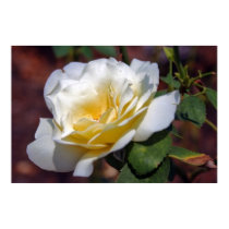 Inspiration Blooming Poster posters