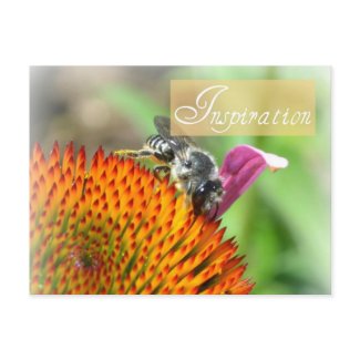 Inspiration Echinacea and Bee Post Card postcard