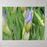 Inspirational Iris Poster
