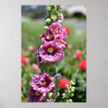 Inspired Hollyhock Flowers Poster