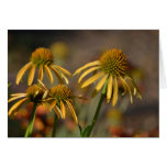 Inspired Summer Yellow Echinacea Flowers Cards