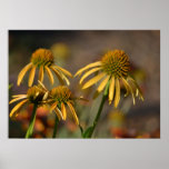 Inspired Summer Yellow Echinacea Flowers Posters