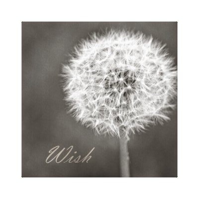 dandelion canvas print