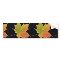 Inspiring Sugar maple leaf Bumper Stickers
