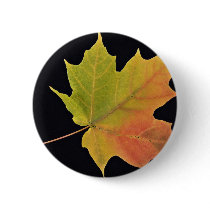 Inspiring Sugar maple leaf Pin