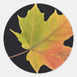 Inspiring Sugar maple leaf Round Sticker