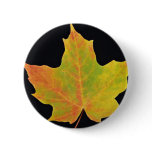 inspiring Sugar maple yellow leaf Pins
