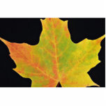 inspiring Sugar maple yellow leaf Photo Cut Out
