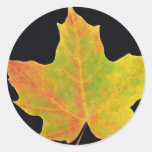 inspiring Sugar maple yellow leaf Stickers