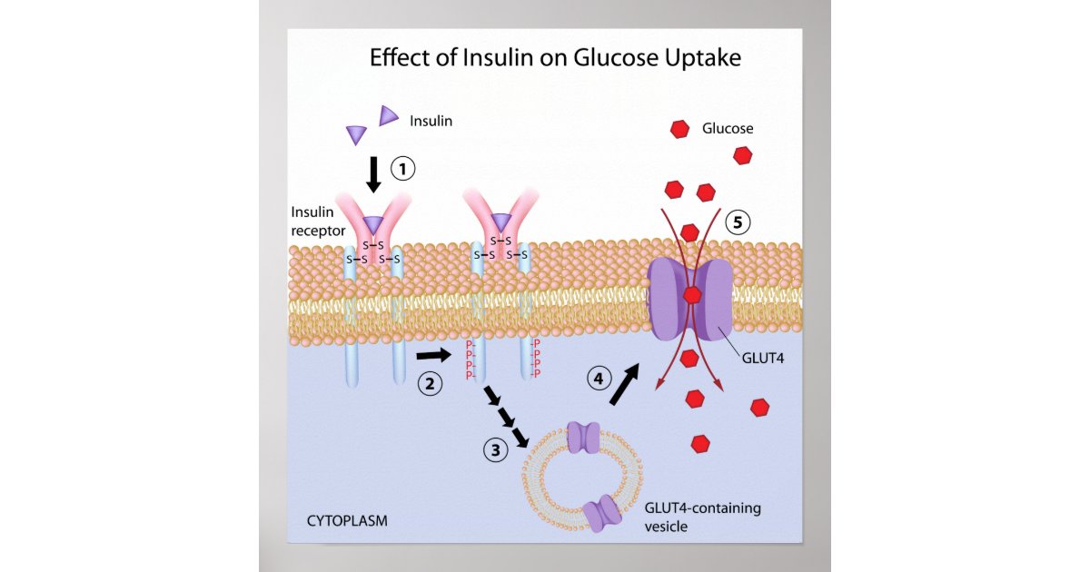 insulin-and-glucose-uptake-poster-zazzle