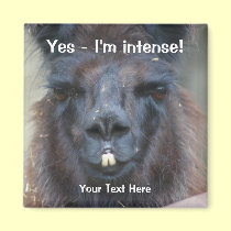 Intense Black Llama Funny Animal Magnet magnets