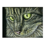 Intense - Cat Art Post Card