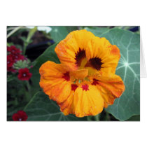 Intense Yellow-Orange Nasturtium cards